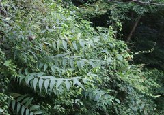 Lilium auratum