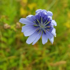 Cichorium intybus