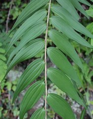 Lilium auratum