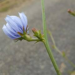 Cichorium intybus