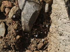 Nemacladus parikhiae