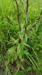 Cichorium intybus