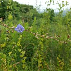 Cichorium intybus