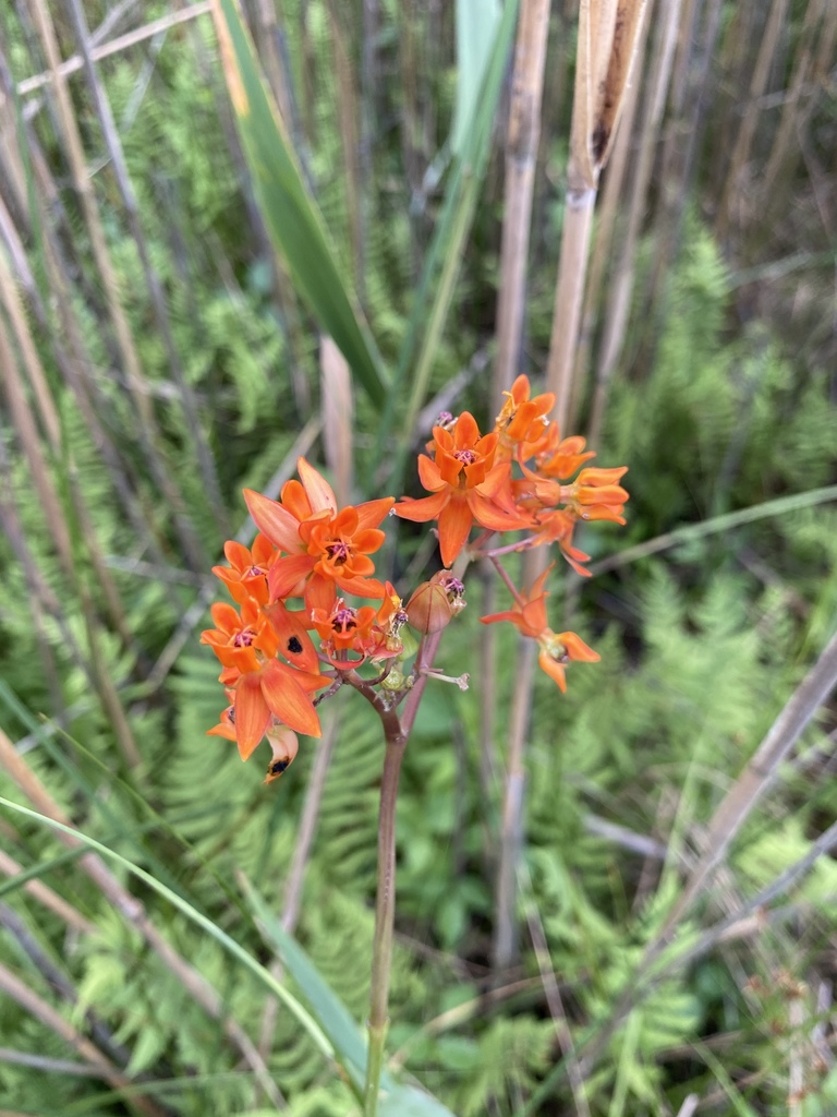 Fewflower milkweed (Asclepias lanceolata)