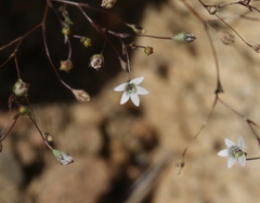 Nemacladus parikhiae