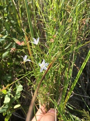 Campanula aparinoides