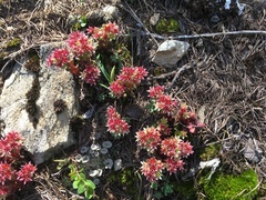 Sedum atratum