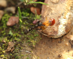 Ophthalmopone hottentota