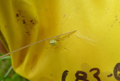 Enoplognatha ovata