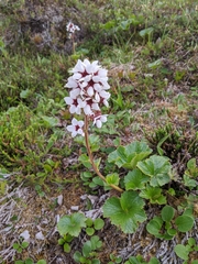 Boykinia richardsonii