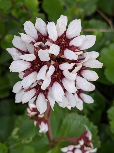Richardson's brookfoam (Boykinia richardsonii)