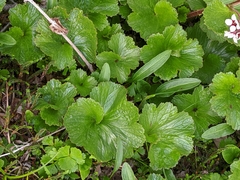 Boykinia richardsonii