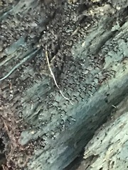 Cribraria cancellata