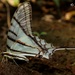 Mariposa Cometa Golondrina Mexicana - Photo (c) Antonio Robles, algunos derechos reservados (CC BY-NC-SA), subido por Antonio Robles