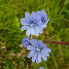 Cichorium intybus