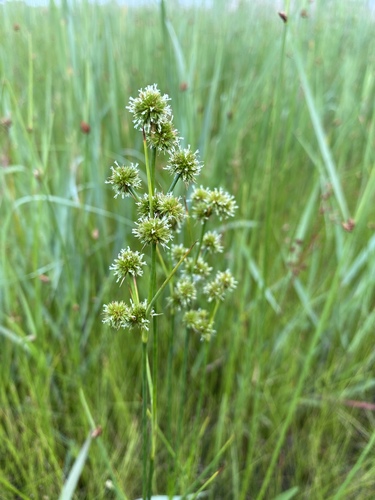 Canadian rush (Juncus canadensis)