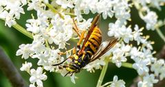 Spilomyia alcimus