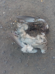 Streptopelia decaocto