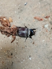 Oryctes nasicornis
