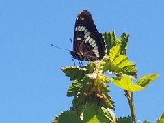 Limenitis lorquini ilgae