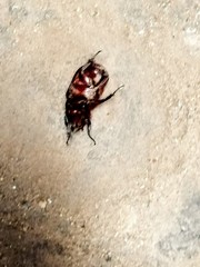 Oryctes nasicornis