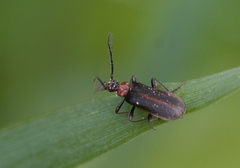 Schizotus cervicalis
