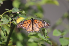 Danaus plexippus