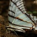 Mexican Kite Swallowtail - Photo (c) Antonio Robles, some rights reserved (CC BY-NC-SA), uploaded by Antonio Robles