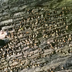 Cribraria cancellata