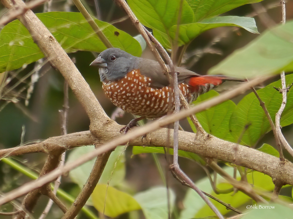 Brown Twinspot