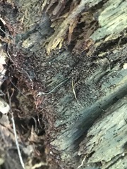 Cribraria cancellata