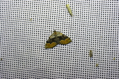 Xanthorhoe quadrifasiata