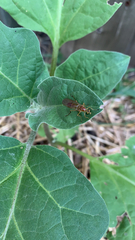 Ptecticus trivittatus