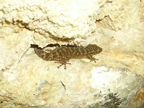 Yellowbelly Gecko, Phyllodactylus tuberculosus