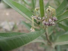 Asclepias hallii