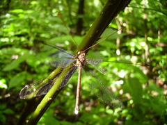 Haploglenius flavicornis