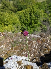 Allium sphaerocephalon