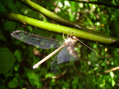 Haploglenius flavicornis