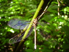 Haploglenius flavicornis