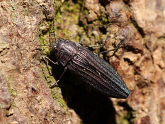Buprestis striata