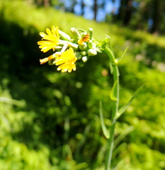 Lactuca quercina