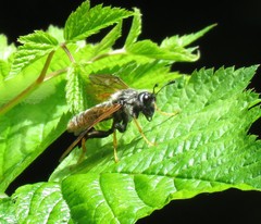 Trichiosoma triangulum