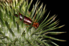 Forficula lesnei