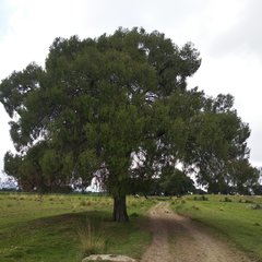 Juniperus poblana