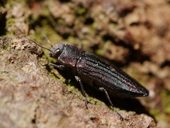 Buprestis striata