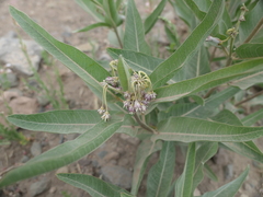Asclepias hallii