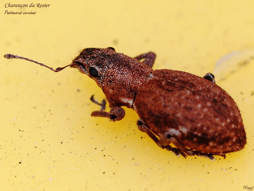 Fuller's rose weevil