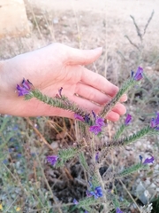 Echium vulgare