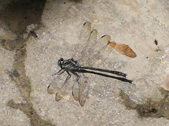 Stenogomphurus rogersi