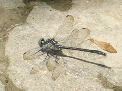 Stenogomphurus rogersi